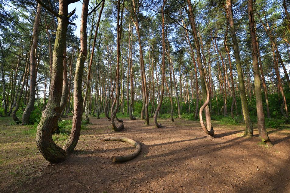 Krivý les, Poľsko